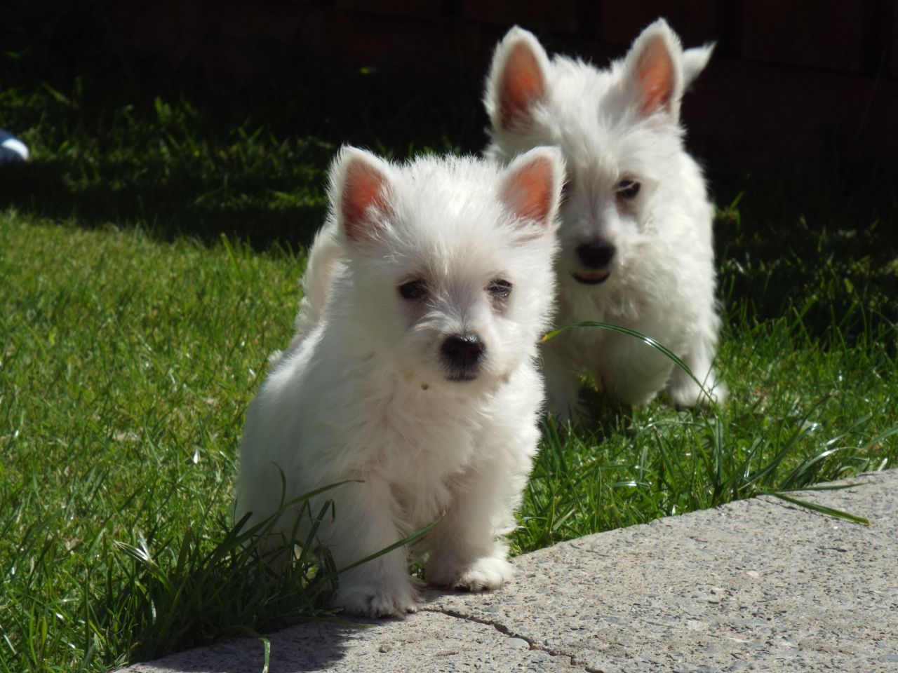 Beautiful West Highland Terrier Puppies