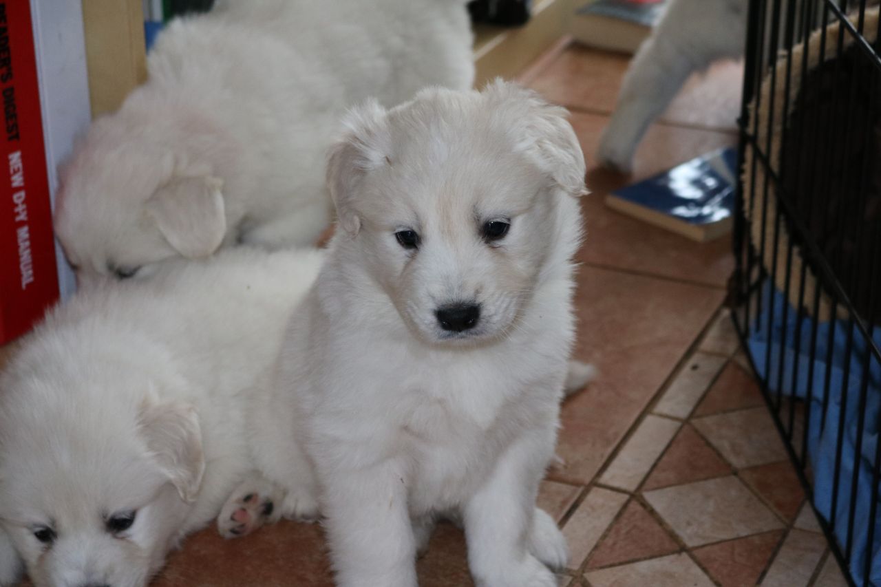 Samoyed Puppies For Sale