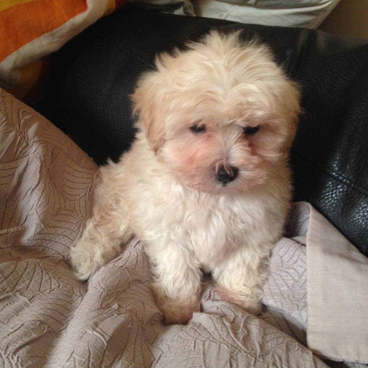 Maltipoo Pups Girls And Boy