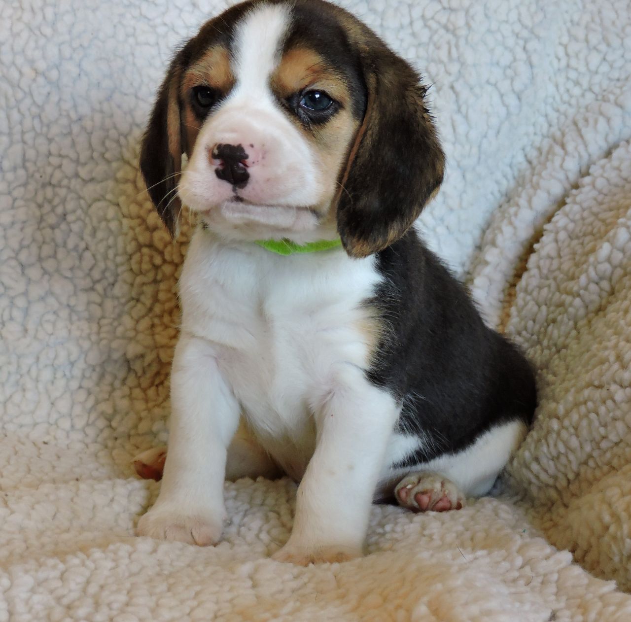 Beautiful Beagles Puppies