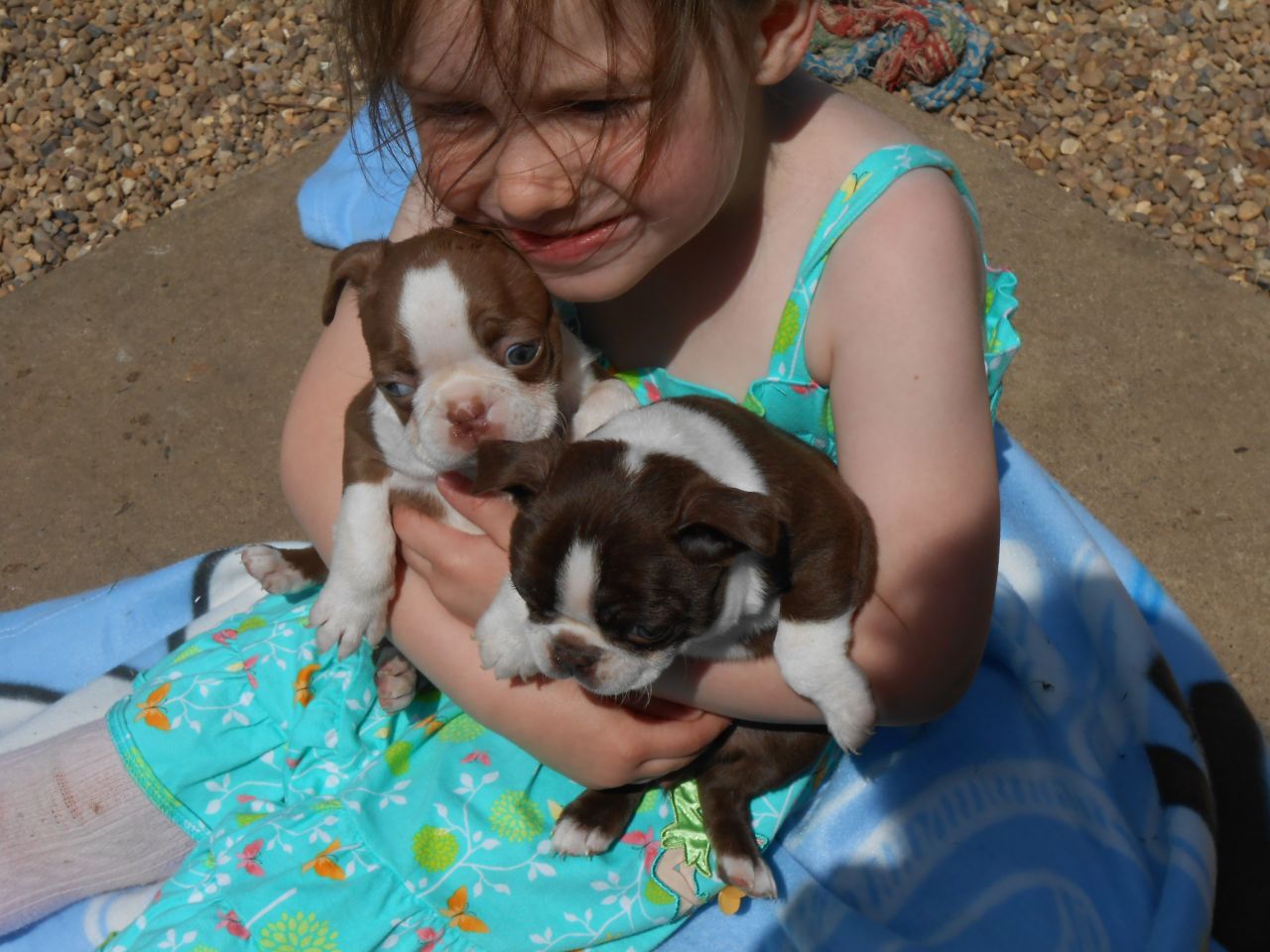 Lovely Blue Boston Terrier Babies