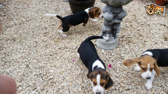 Pedigree Beagle Puppies 2 Boys & 2 Girls