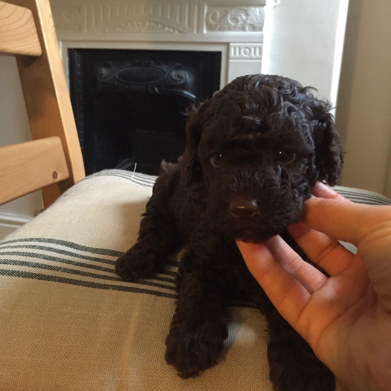 Beautiful Kc Solid Brown Toy Poodles