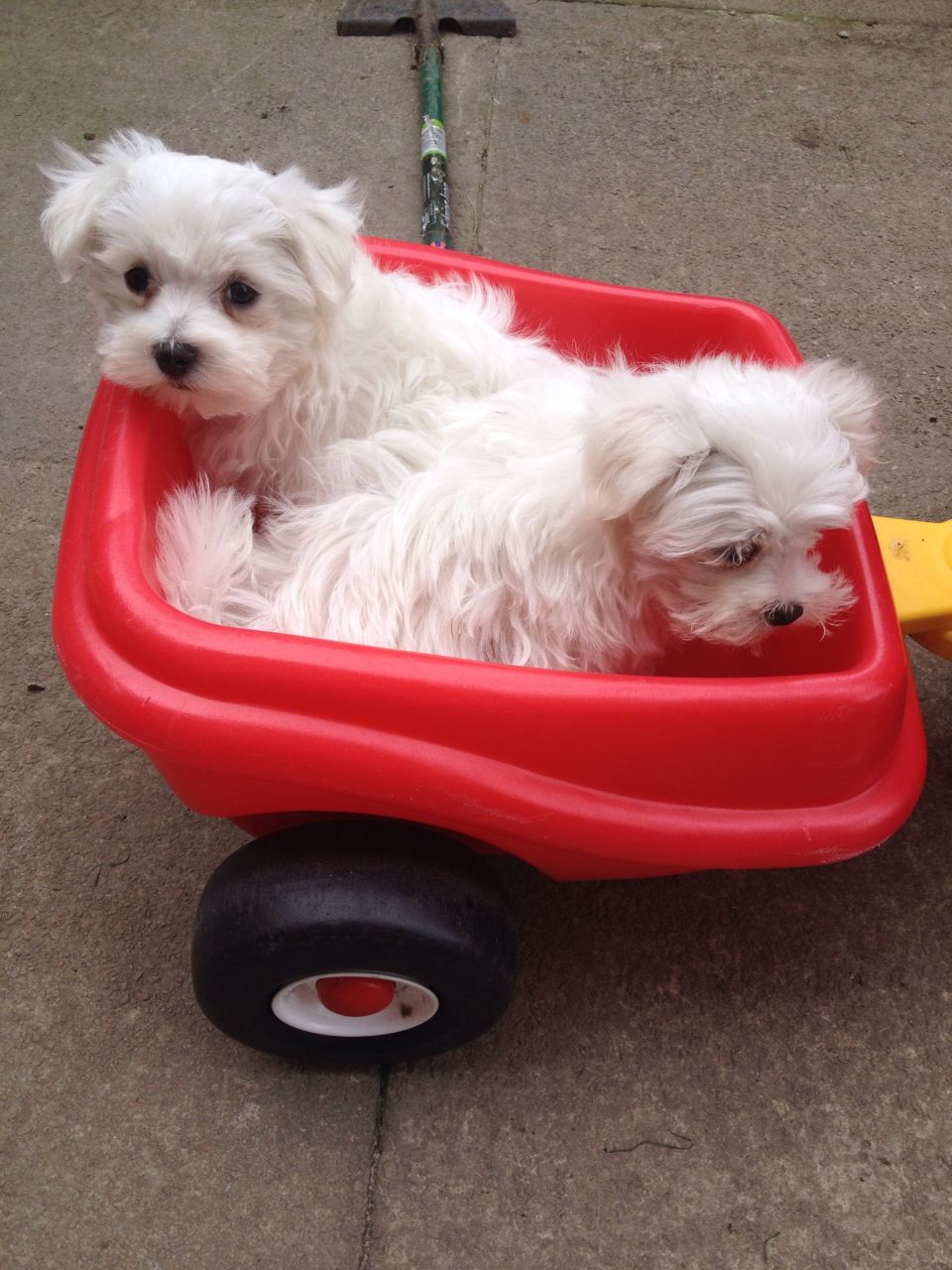 Maltese puppies