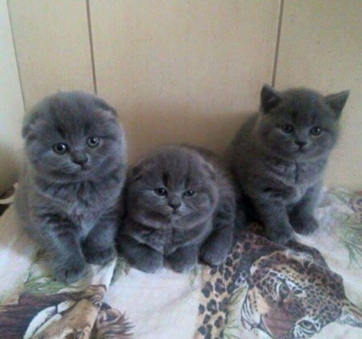 Scottish Fold Kitten Girl Available