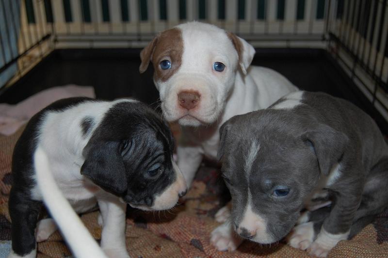 pitbull puppies