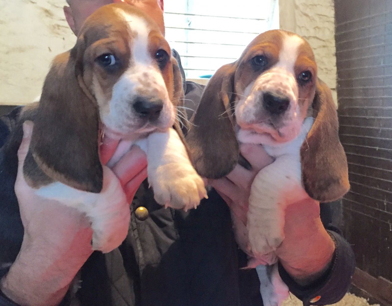 Stunning Quality Basset Hounds