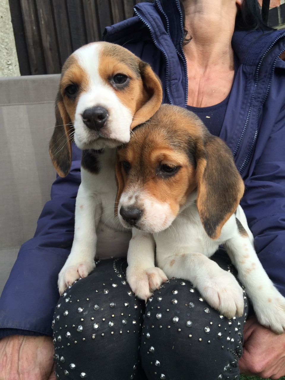 Gorgeous Beagle Puppies