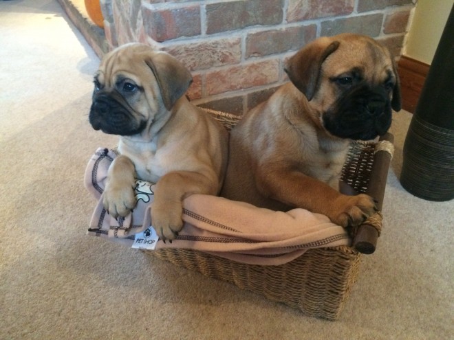 Stunning Chunky Kc Registered Bullmastiff Puppies