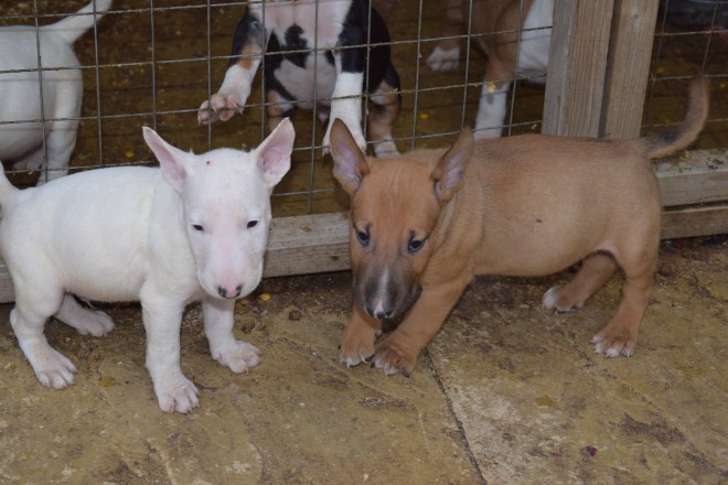 English Bull Terrier Pups