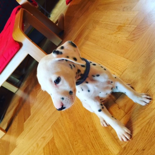 Dalmatian Puppies