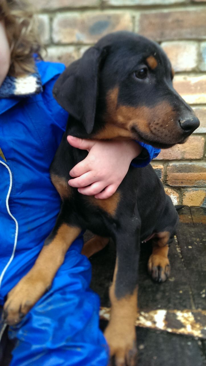 Kc Reg Doberman Puppies Ready