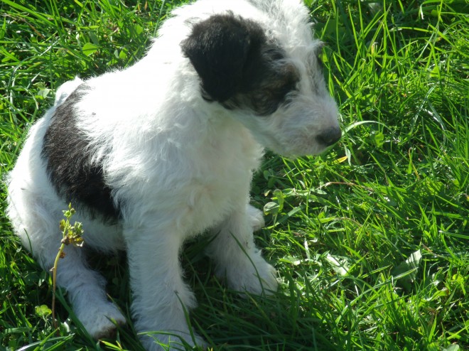 Fox Terriers Pups