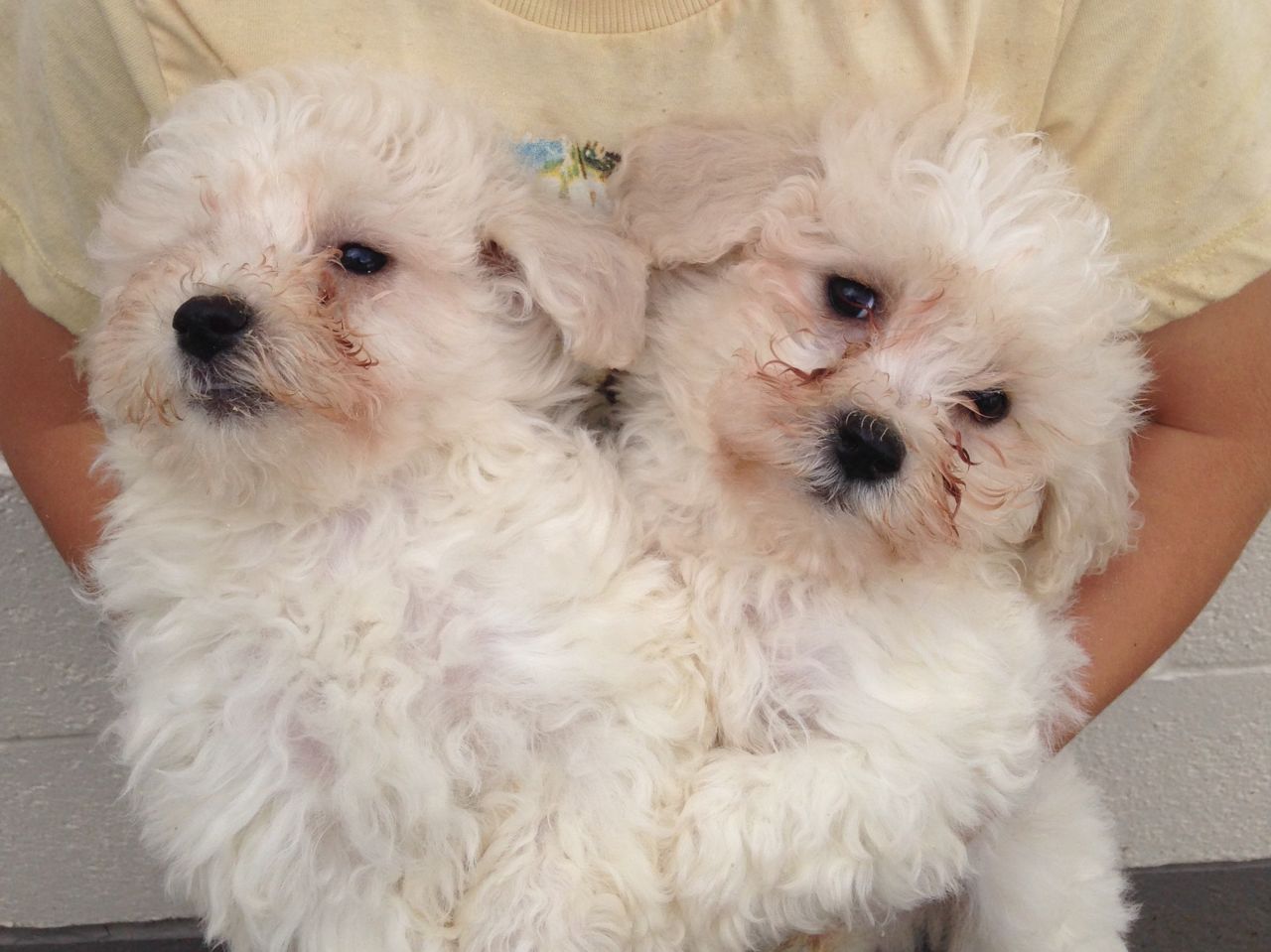  Bichon Frise puppies