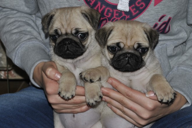 Stunning pug puppies