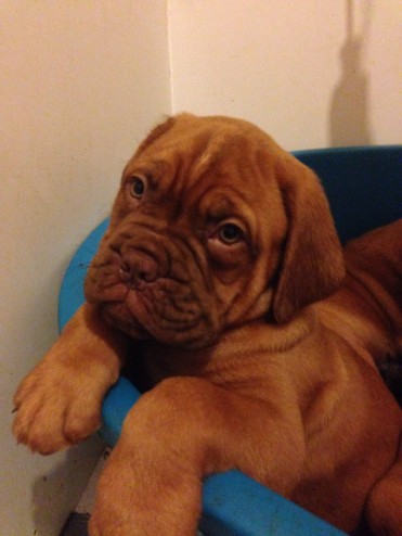 Emberez Kingpin Sh Cm Sired Dogue de Bordeaux Puppies !!!