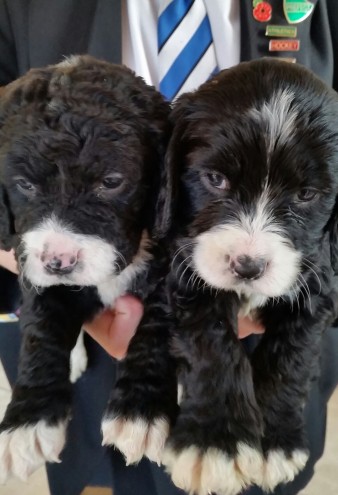 Beautiful Springerdoodle Pups For Sale