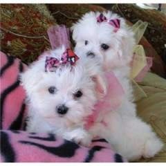 Gorgeous litter Of 6 K.c registered Maltese for christmas