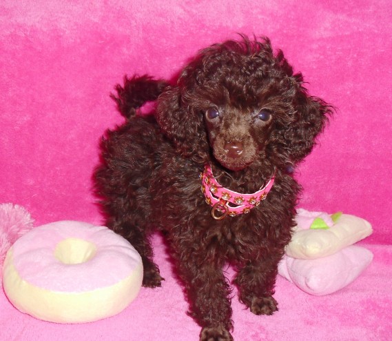 Kc Very Tiny Toy Poodle