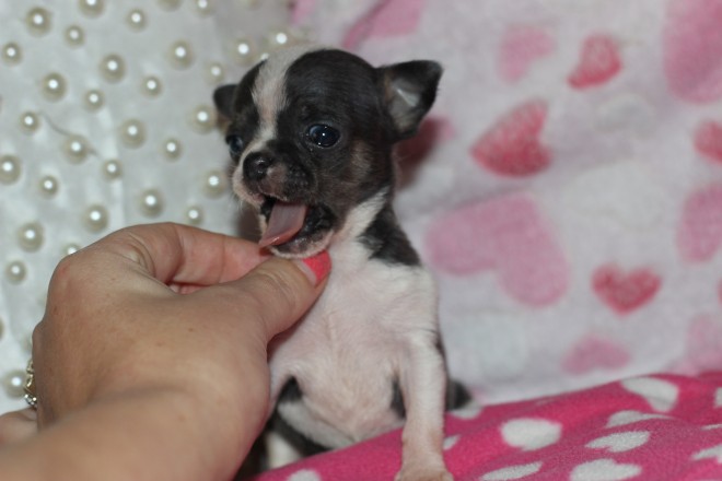 Tiny Kc registered show quality boy chihuahua