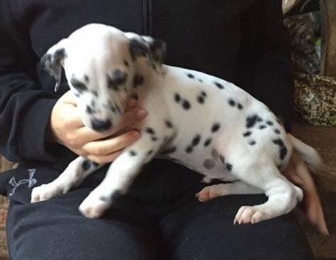 Top Pedigree Dalmatian