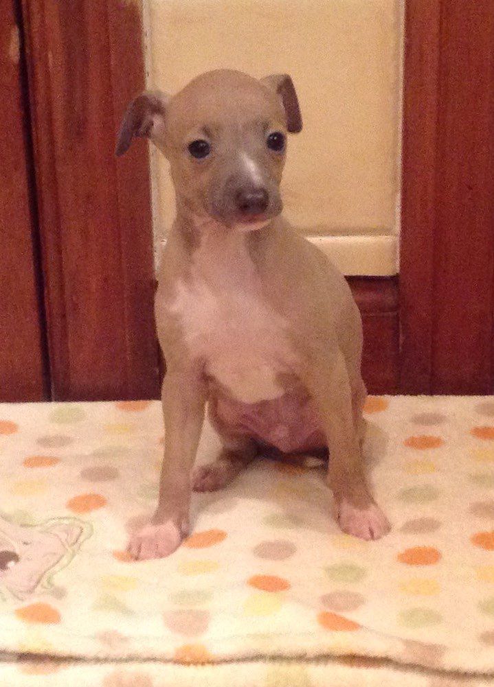 Kc Registered Italian Greyhound puppy