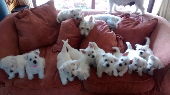 Wonderful White West Highland Terrier Puppies