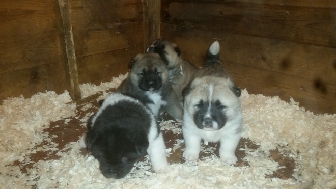 Top quality Akita pup available