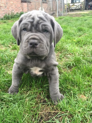 Kc Registered Blue Black Neapolitan Mastiffs