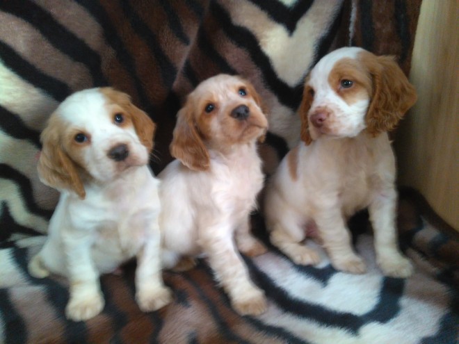 Cocker Spaniel Puppies