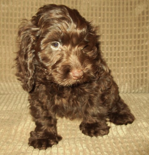 Chocolate Roan Cocker Spaniel pups!!