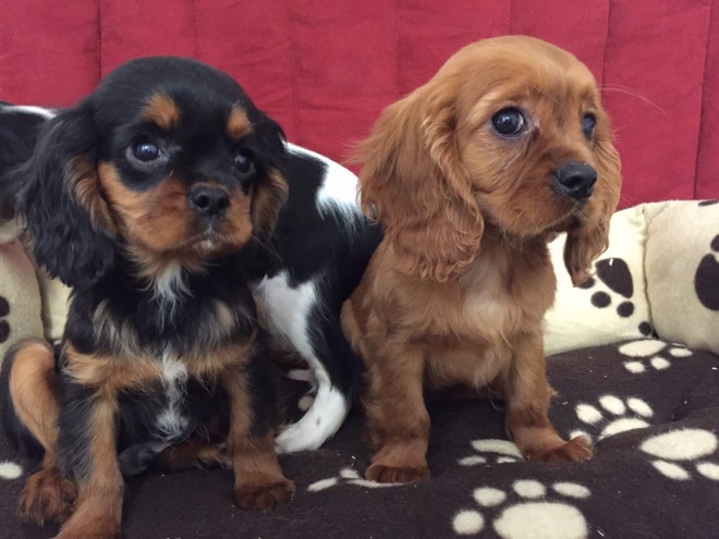 Pedigree Cavalier King Charles Spaniel