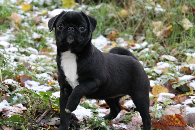 Pedigree Pug Puppies