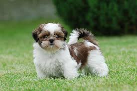 Outstanding Litter Of Kc Reg Shih Tzu Puppies