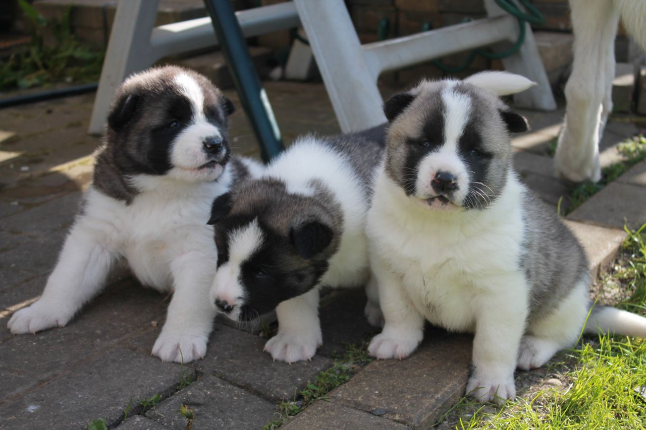 American Akita Puppies