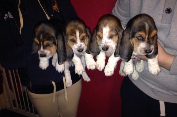  Basset Hound Puppies For Sale