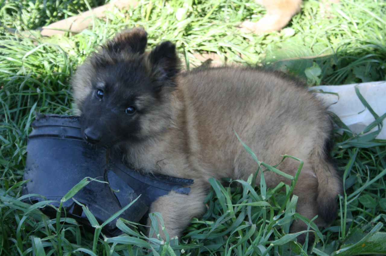 Belgian Shepherd Pups