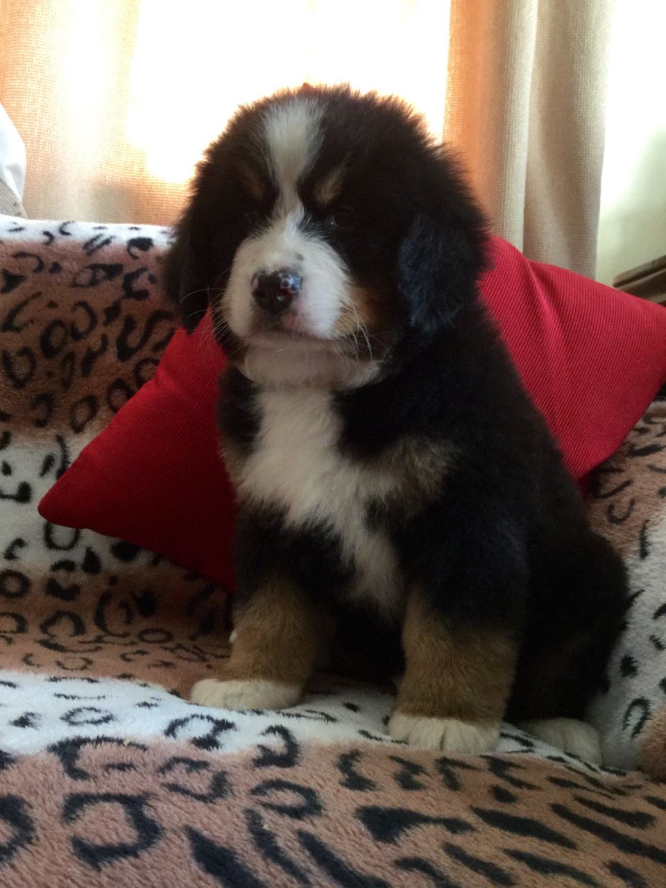 Adorable Female Bernese Mountain Dog