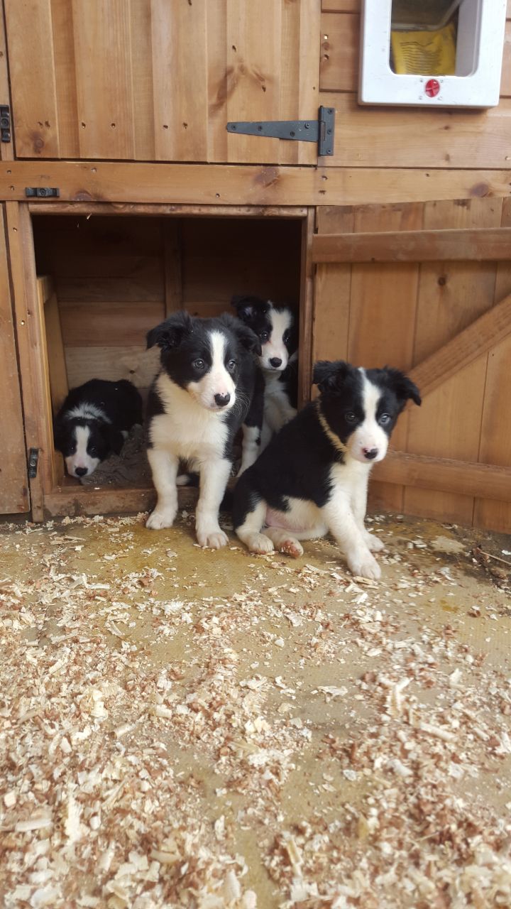 Border Collie Puppies For Sale