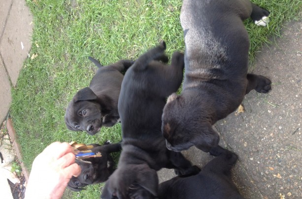 Cane Corso Pups