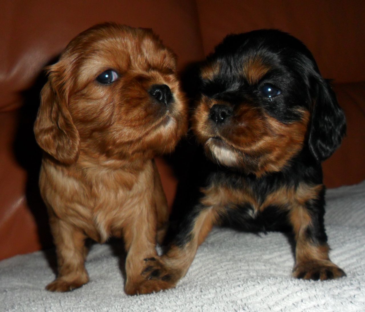 Cavalier King Charles Spaniel Puppies