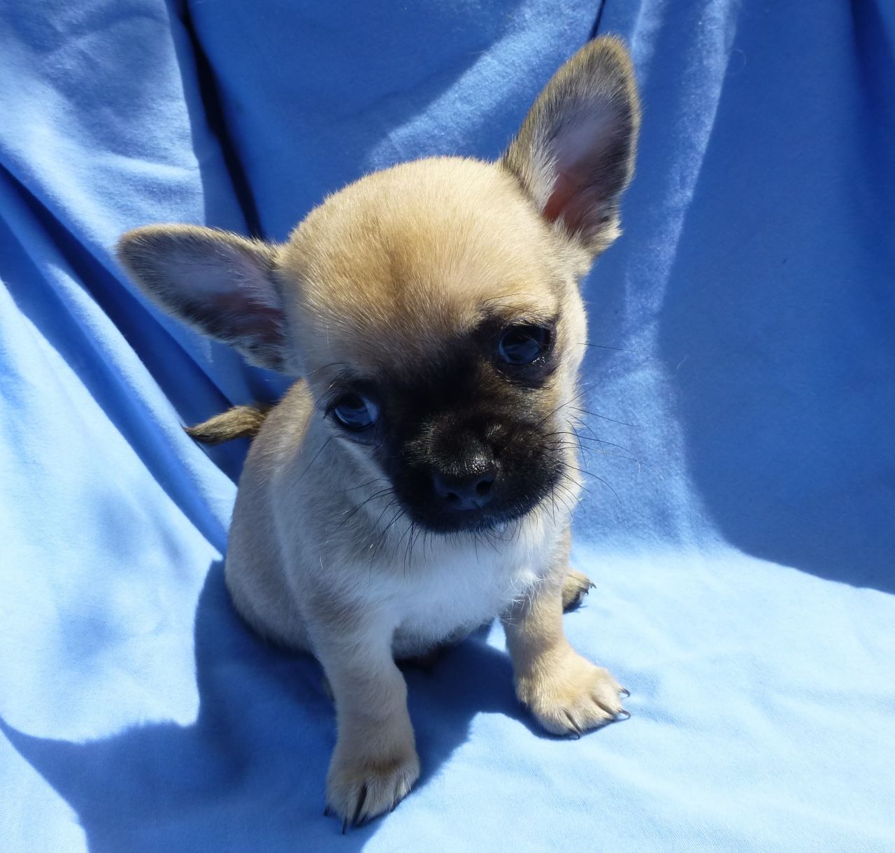 Micro Tiny Teacup White Chihuahua Puppy