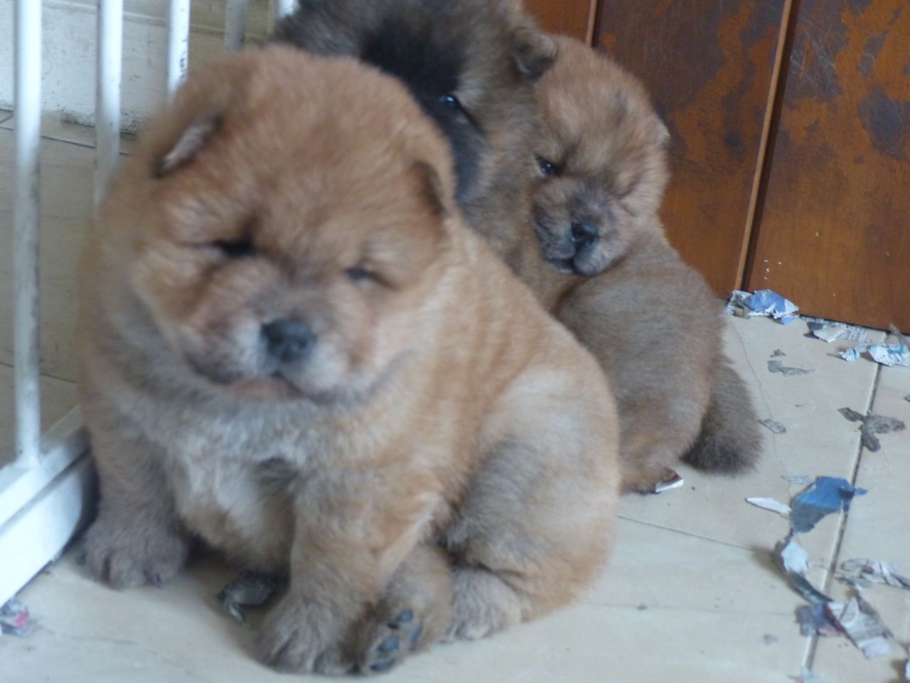 *** Quality Chow Chow Babies For Sale ***