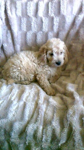 Stunning Litter Of Rare Cockapoo Puppies