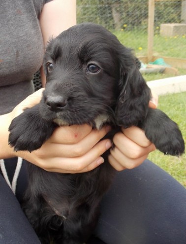 Cocker Spaniel Pups For Sale