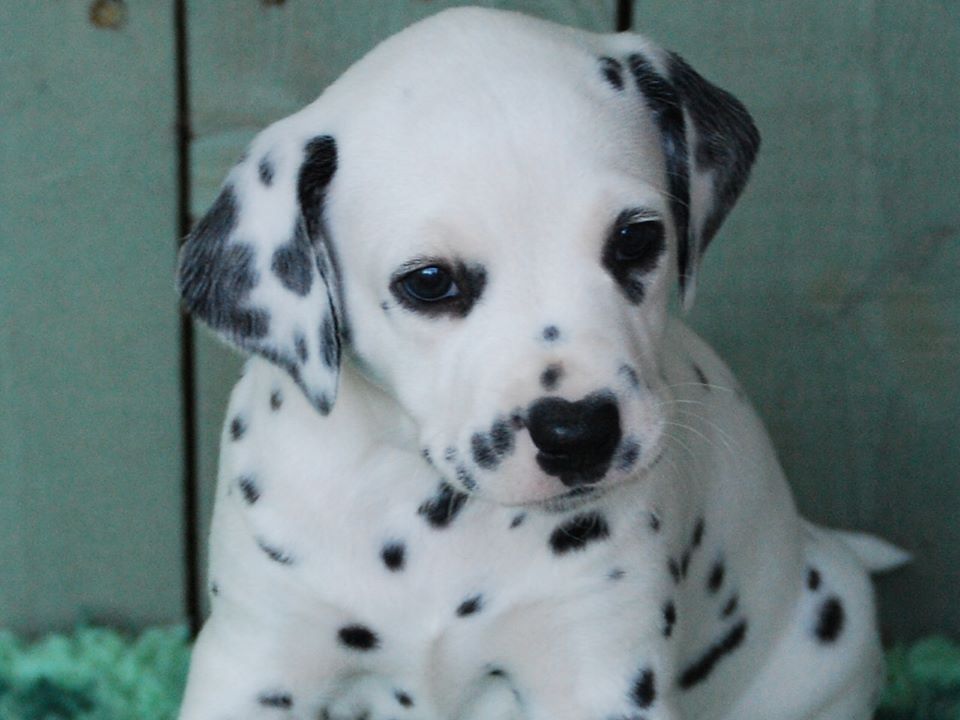 Beautiful Dalmatians