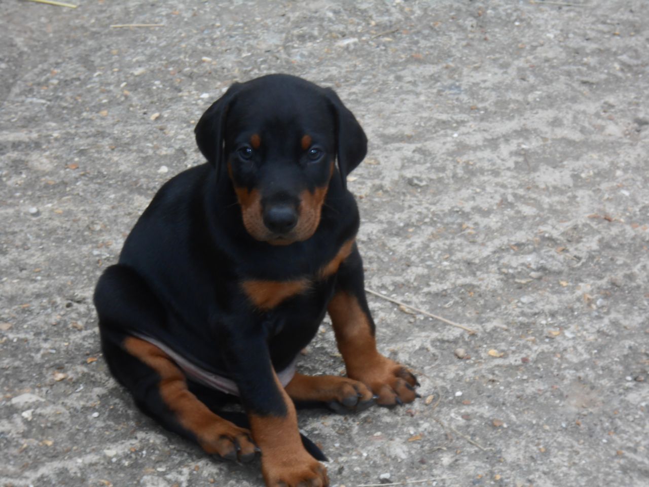 K.c Registered Dobermann Puppies - Ready Now