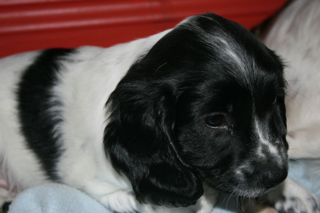 Kc Registered English Springer Spaniels Ready To Go .