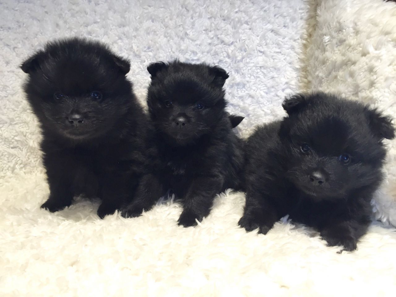 German Spitz puppies