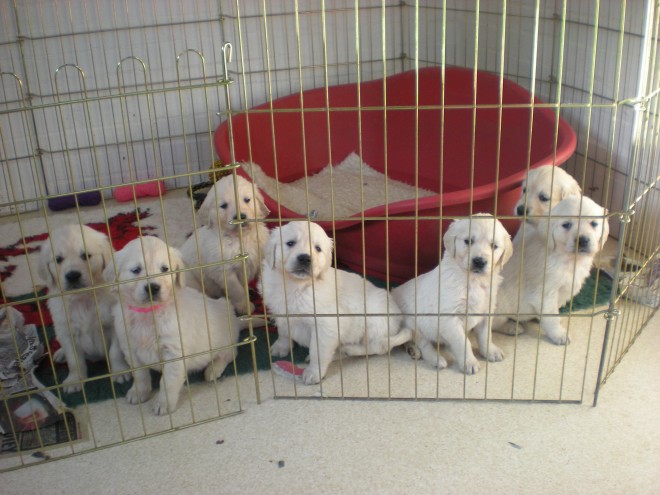 Amazing Little Golden Retriever